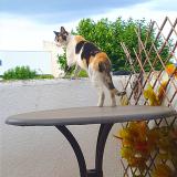 Photo de chat perdu à Empuriabrava