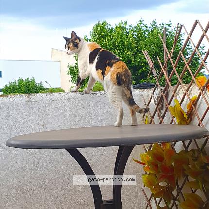 Photo 1/1 Chispa Chat perdu à Empuriabrava