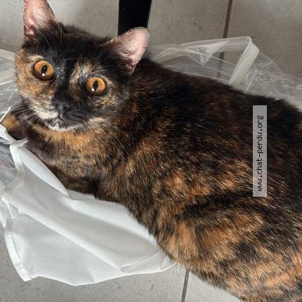 Photo 1/1 Emy Chat perdu à Nimes