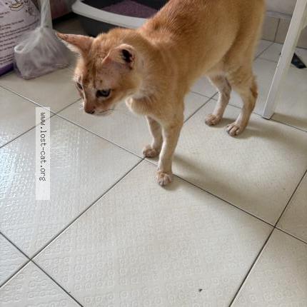 Photo 1/1 Simba Chat perdu à Serangoon