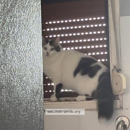 Photo de chat perdu à La Bouexiere