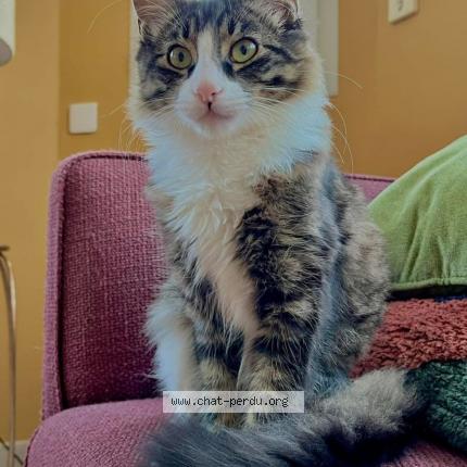 Photo 1/1 Jason Chat perdu à Locmaria plouzane