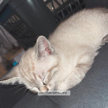 Photo de chat perdu à Mer