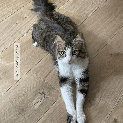 Photo de chat perdu à Nimes