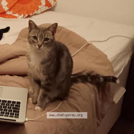 Photo de chat perdu à Limoges