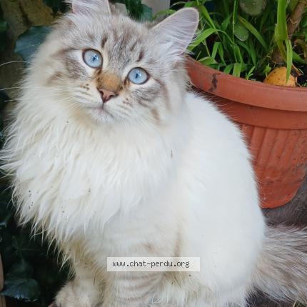 Photo 1/1 Yogi Chat perdu à Golfe juan vallauris