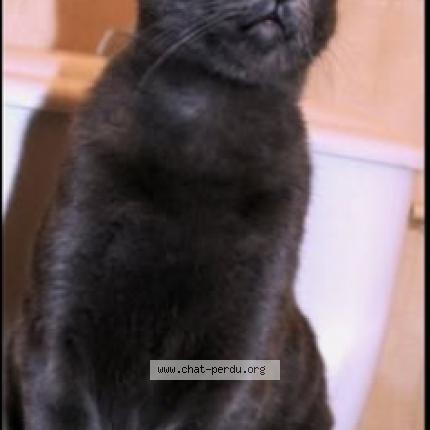 Photo de chat perdu à Graulhet