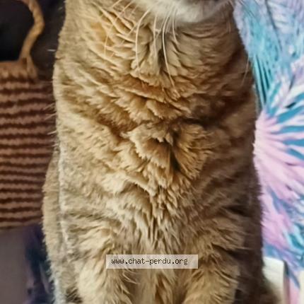 Photo 1/1 Lola Chat perdu à Chasse sur rhone