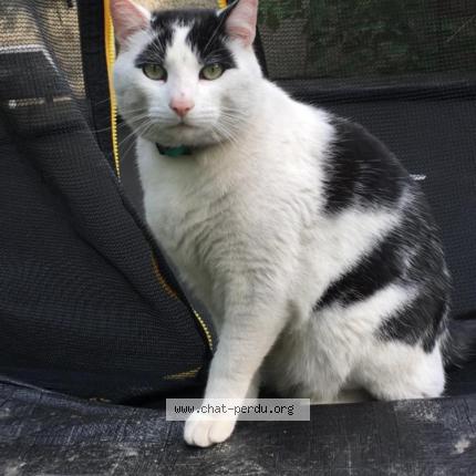 Photo de chat perdu à Pierrelaye