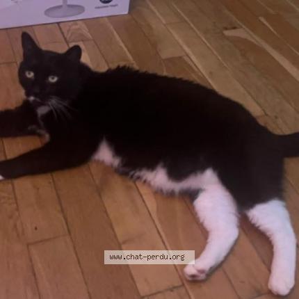 Photo 1/1 Nounours Chat perdu à Garches