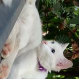 Photo de chat perdu à Ernakulam