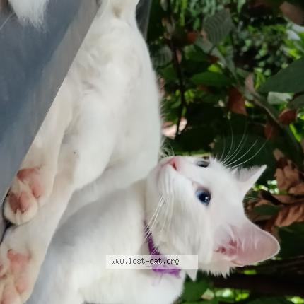 Photo 1/1 Poombatta Chat perdu à Ernakulam