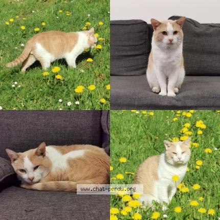 Photo 1/1 Osiris Chat perdu à La grigonnais