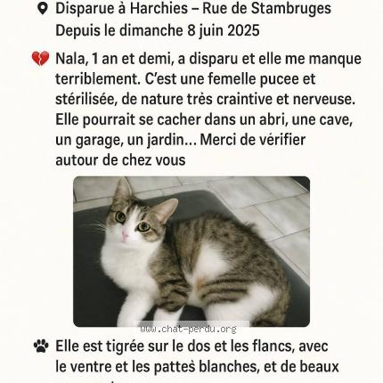 Photo 1/1 Nala Chat perdu à Harchies