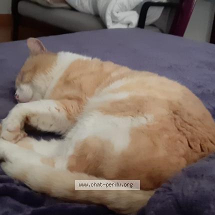 Photo de chat perdu à Saint Jean Du Pin