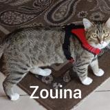 Photo de chat perdu à Houilles