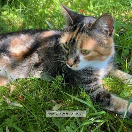 Photo de chat perdu à Le Relecq Kerhuon