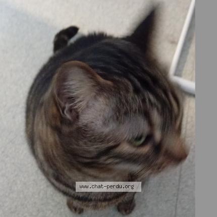 Photo 1/1 Chat retrouvé Perdu à Amiens