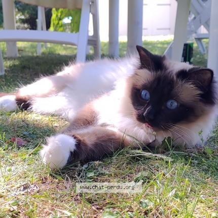 Photo de chat perdu à Pringy