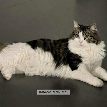Photo 1/1 Saphir Chat perdu à Houilles