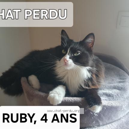 Photo de chat perdu à Saint Paul Les Dax