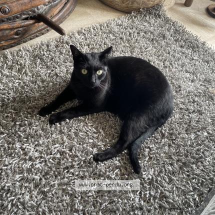 Photo de chat perdu à Cannes La Bocca