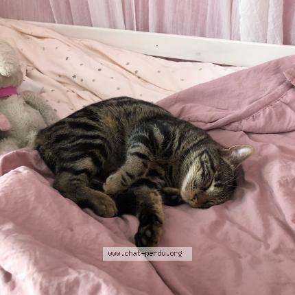 Photo 1/1 Simba Chat perdu à La roque d antheron