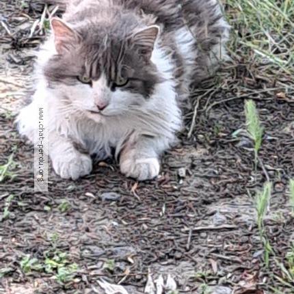 Photo 1/1 Chat trouvé Trouvé à Mons