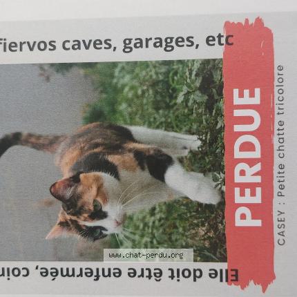 Photo 1/1 Chat retrouvé Perdu à Vienne