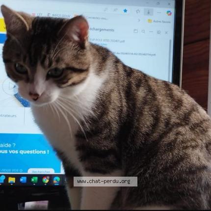 Photo de chat perdu à Parentis En Born