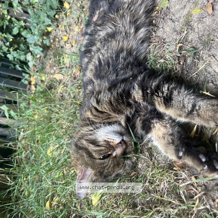 Photo de chat trouvé à Nandy