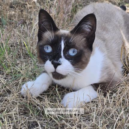Photo 1/1 Chat retrouvé Perdu à Cournonterral