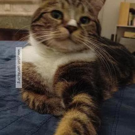 Photo 1/1 Toulouse Chat perdu à Toulouse