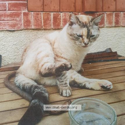 Photo 1/1 Chat retrouvé Perdu à Toulouse