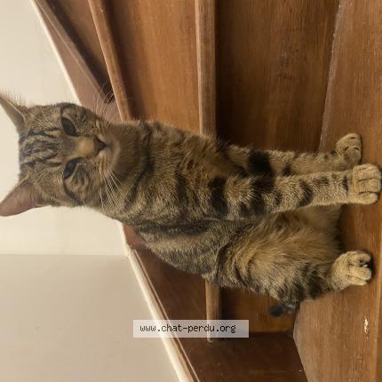 Photo 1/1 Kylian Chat perdu à Nandy