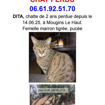 Photo de chat perdu à Mougins