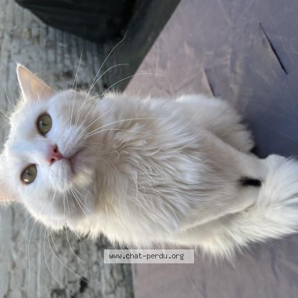 Photo de chat perdu à Roubaix