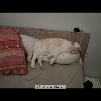 Photo 1/1 Ernesto Chat perdu à Bouaye
