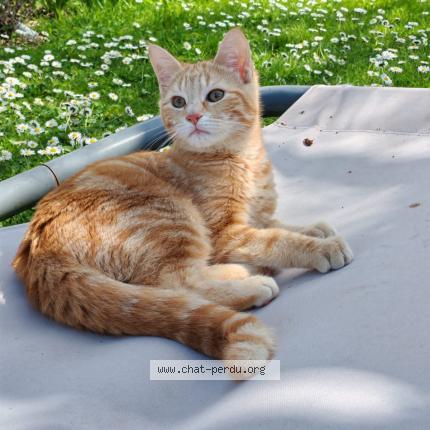 Photo de chat perdu à Aytre