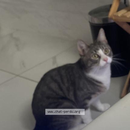 Photo 1/1 Yana Chat perdu à Vertrieu