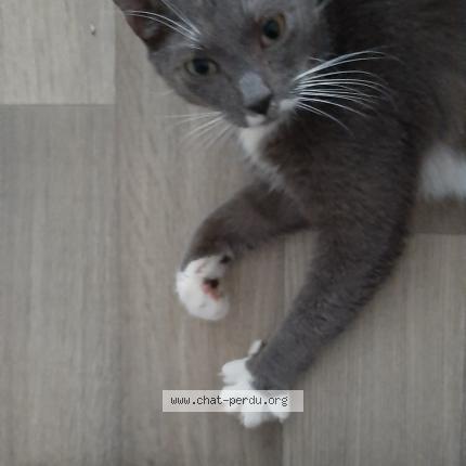 Photo 1/1 Chat retrouvé Perdu à Douai