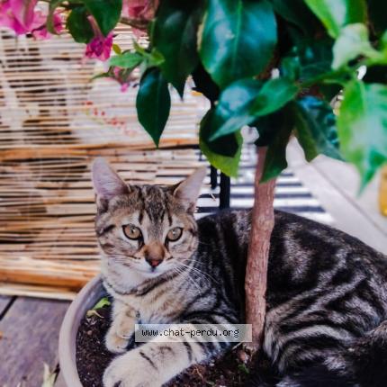 Photo 1/1 Gribouille Chat perdu à Toulon