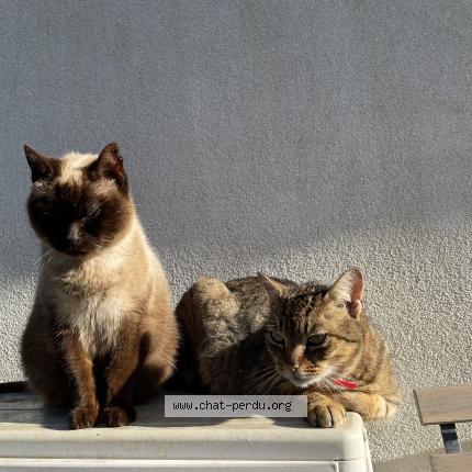 Photo de chat perdu à Ciboure