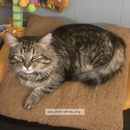 Photo 1/1 Scofield Chat perdu à Vaujours