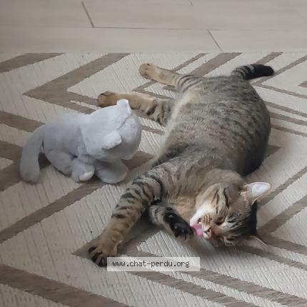 Photo 1/1 Minoush Chat perdu à Mormant