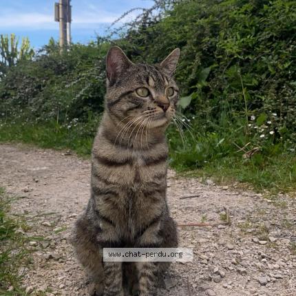Photo 1/1 Chat retrouvé Perdu à Tournus