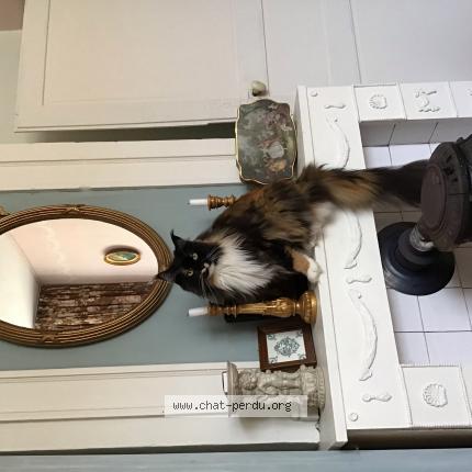 Photo de chat perdu à Lariviere Sur Apance