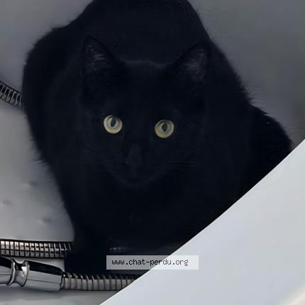 Photo 1/1 Mélodie Chat perdu à Villez sous bailleul