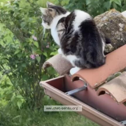 Photo 1/1 Roxi Chat perdu à Pelussin