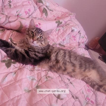 Photo 1/3 Vanille Chat perdu à Montfavet